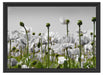 Blumenwiese Mohnblumen Schattenfugenrahmen 55x40