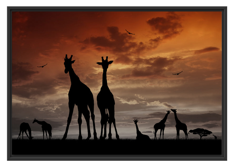 Pixxprint Afrika Giraffen im Sonnenuntergang, im Schwebe-Effekt Bilderrahmen