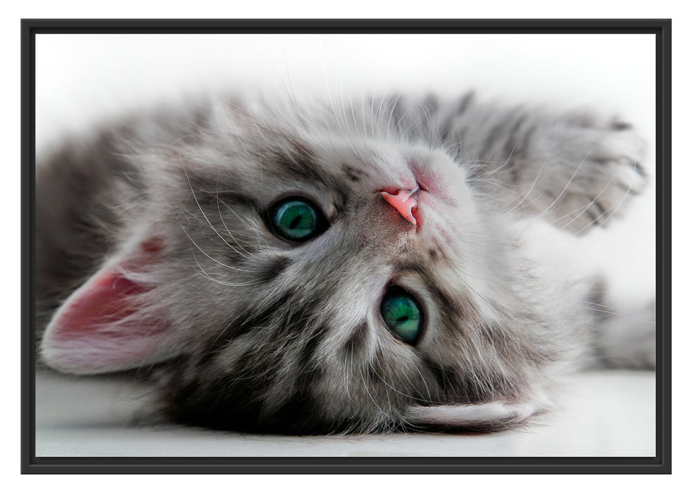 Pixxprint Süßes Katzenbaby, im Schwebe-Effekt Bilderrahmen