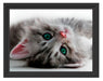 Süßes Katzenbaby Schattenfugenrahmen 38x30