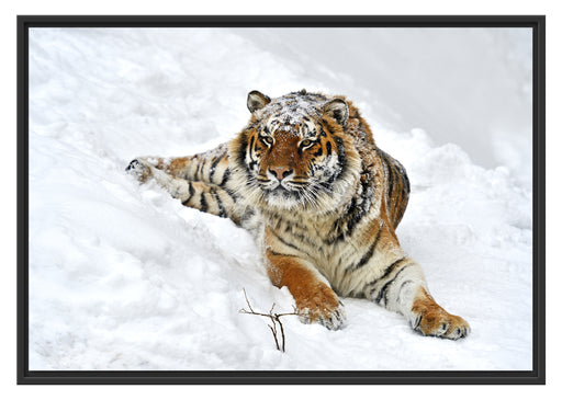 Amur Tiger im Schnee Schattenfugenrahmen 100x70