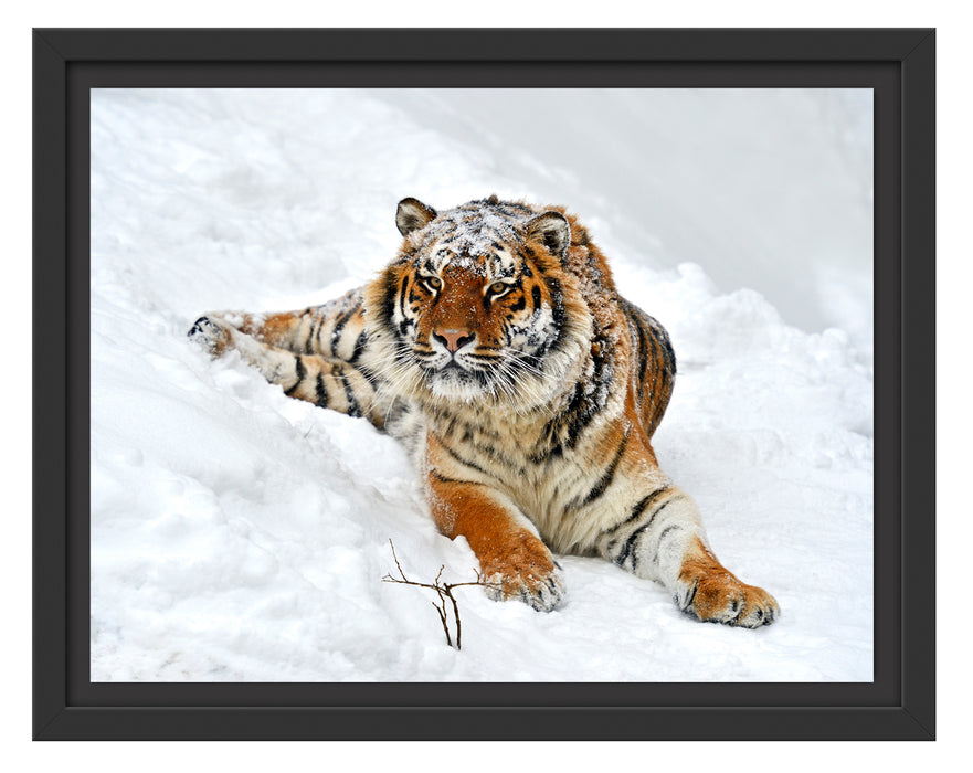 Amur Tiger im Schnee Schattenfugenrahmen 38x30