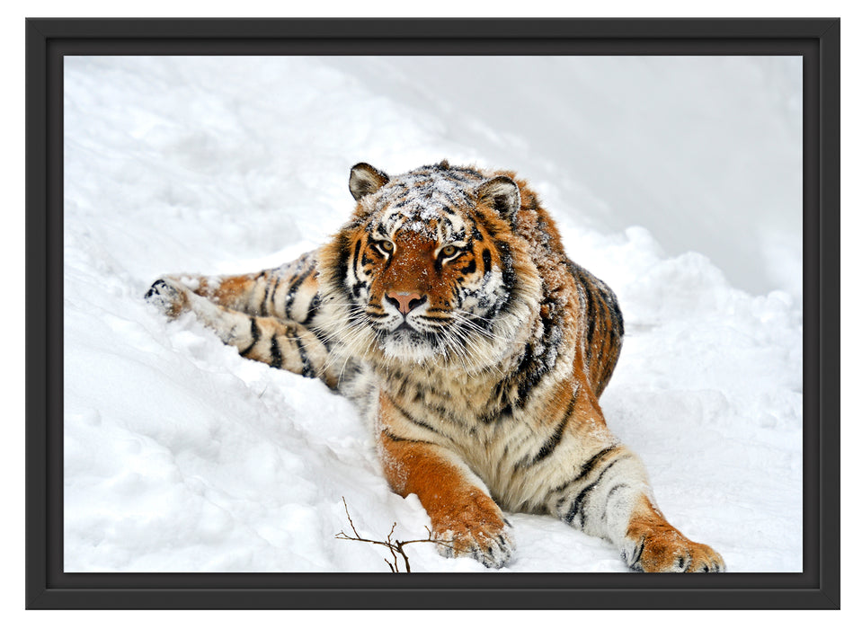 Amur Tiger im Schnee Schattenfugenrahmen 55x40