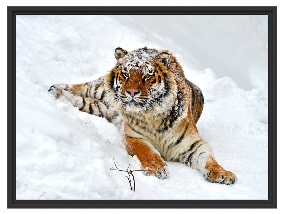 Amur Tiger im Schnee Schattenfugenrahmen 80x60