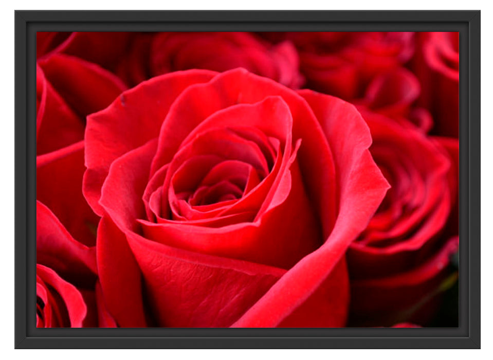 Romantische Rosen Schattenfugenrahmen 55x40