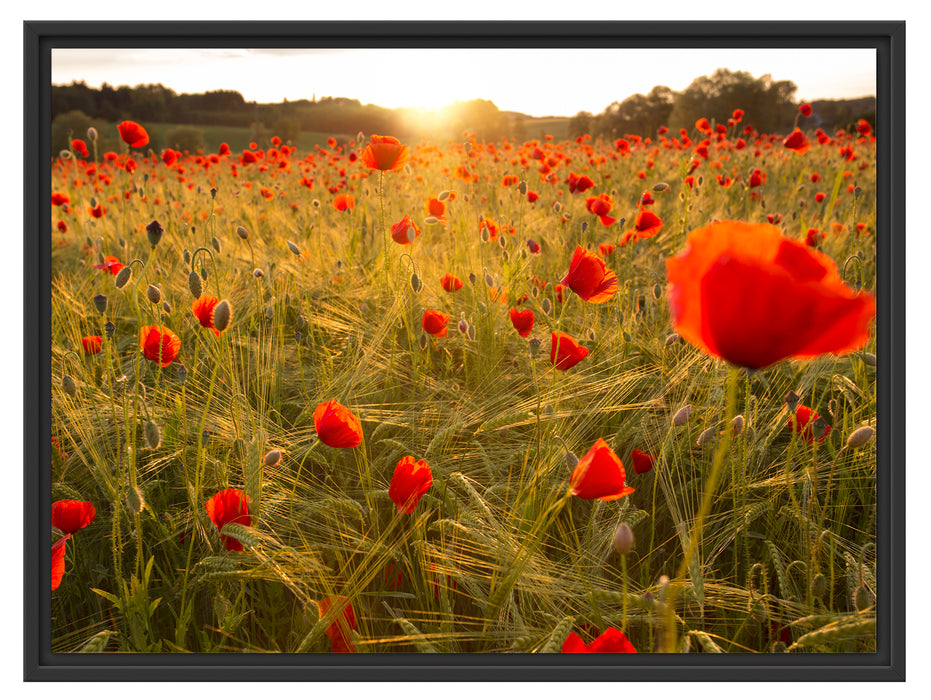 Mohnfeld bei Sonnenaufgang Schattenfugenrahmen 80x60