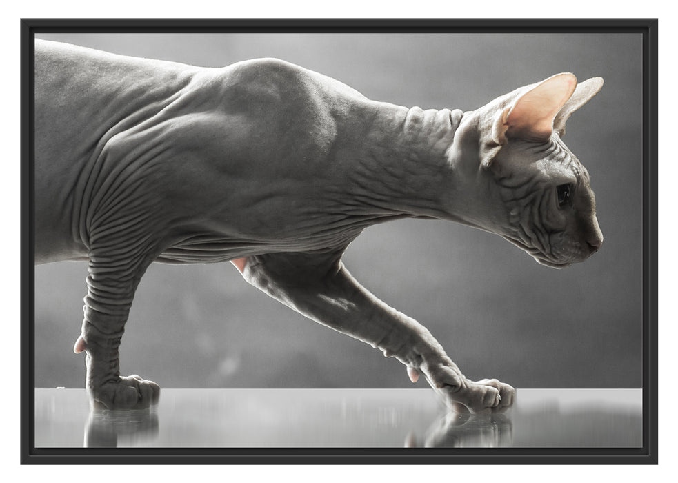 Pixxprint Sphynx Katze, im Schwebe-Effekt Bilderrahmen