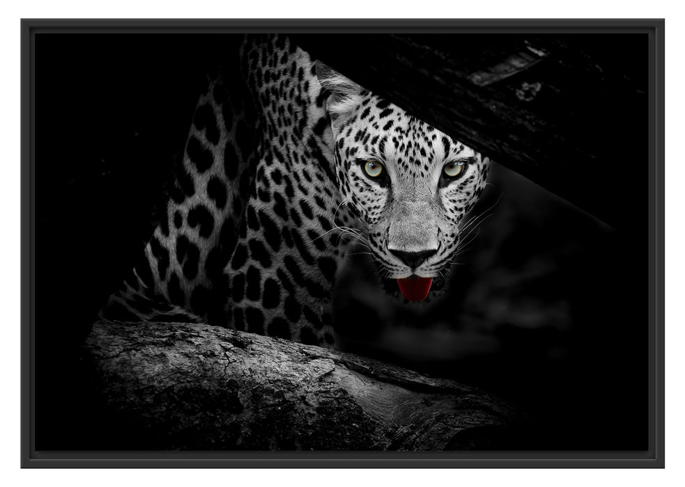 Pixxprint Neugieriger Gepard, im Schwebe-Effekt Bilderrahmen