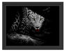 Neugieriger Gepard Schattenfugenrahmen 38x30