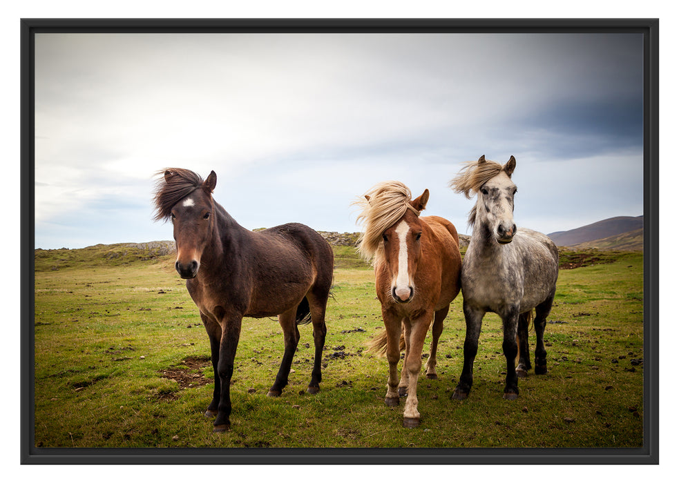Pixxprint Drei wilde Islandpferde, im Schwebe-Effekt Bilderrahmen