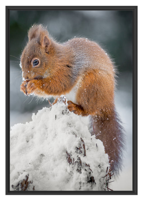 Pixxprint Kleines Eichhörnchen im Winter, im Schwebe-Effekt Bilderrahmen