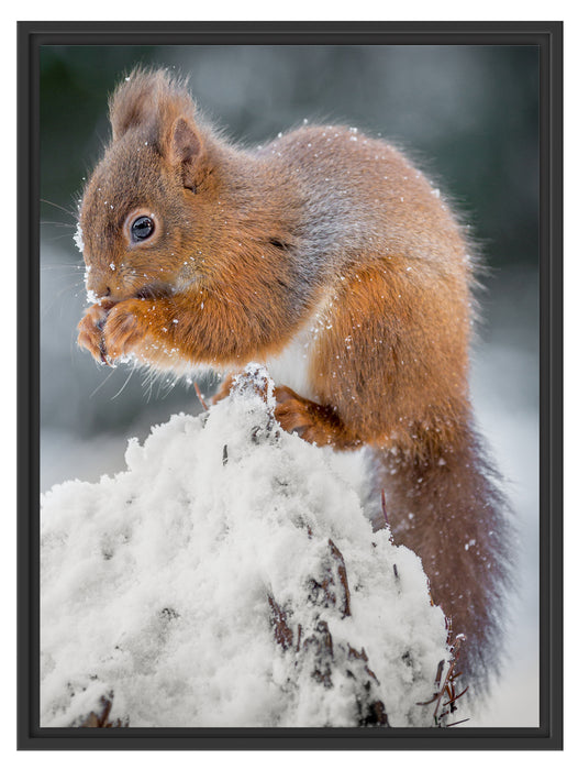 Kleines Eichhörnchen im Winter Schattenfugenrahmen 80x60