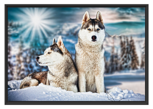 Zwei wilde Huskies Schattenfugenrahmen 100x70