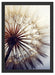 Schöne Pusteblume 1 Schattenfugenrahmen 55x40
