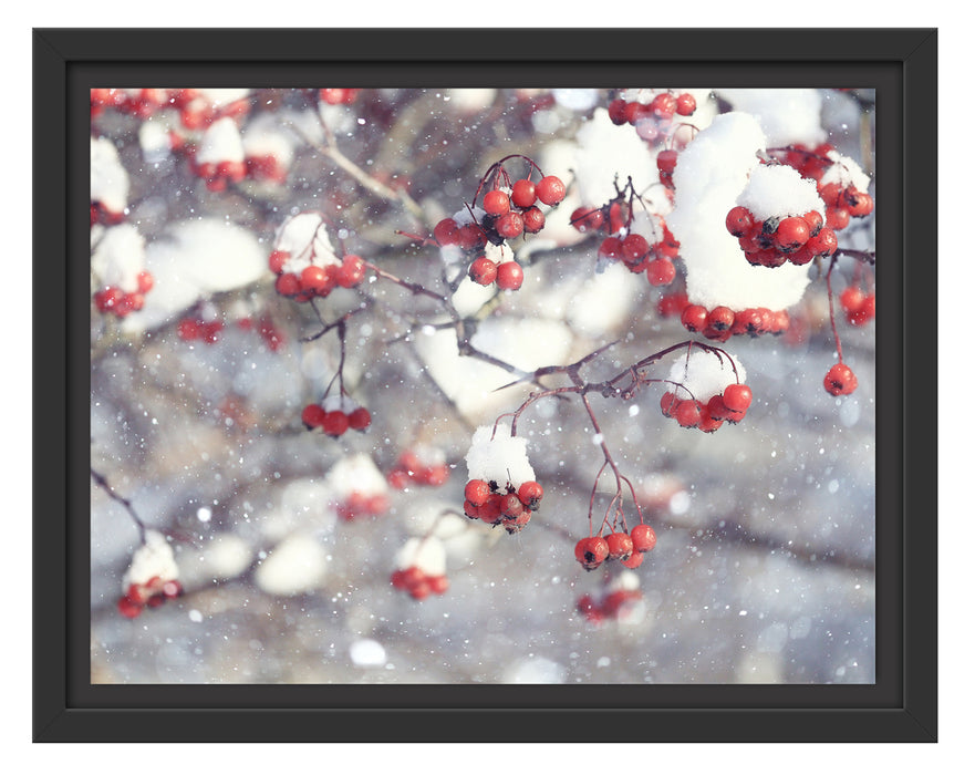 Vogelbeeren mit Schnee bedeckt Schattenfugenrahmen 38x30