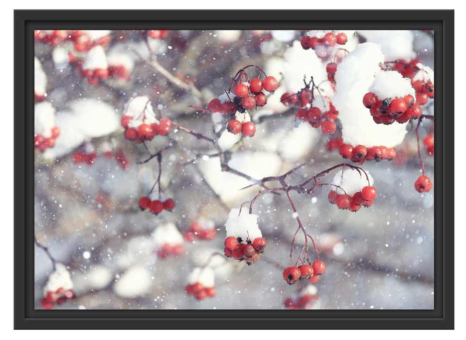 Vogelbeeren mit Schnee bedeckt Schattenfugenrahmen 55x40