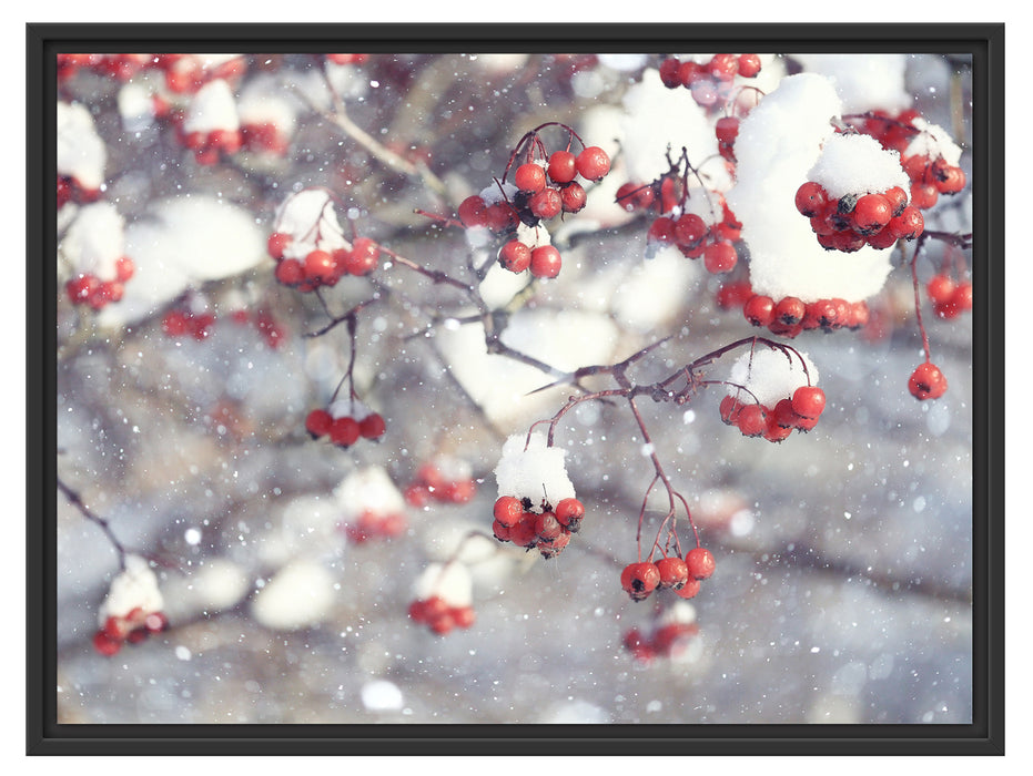 Vogelbeeren mit Schnee bedeckt Schattenfugenrahmen 80x60