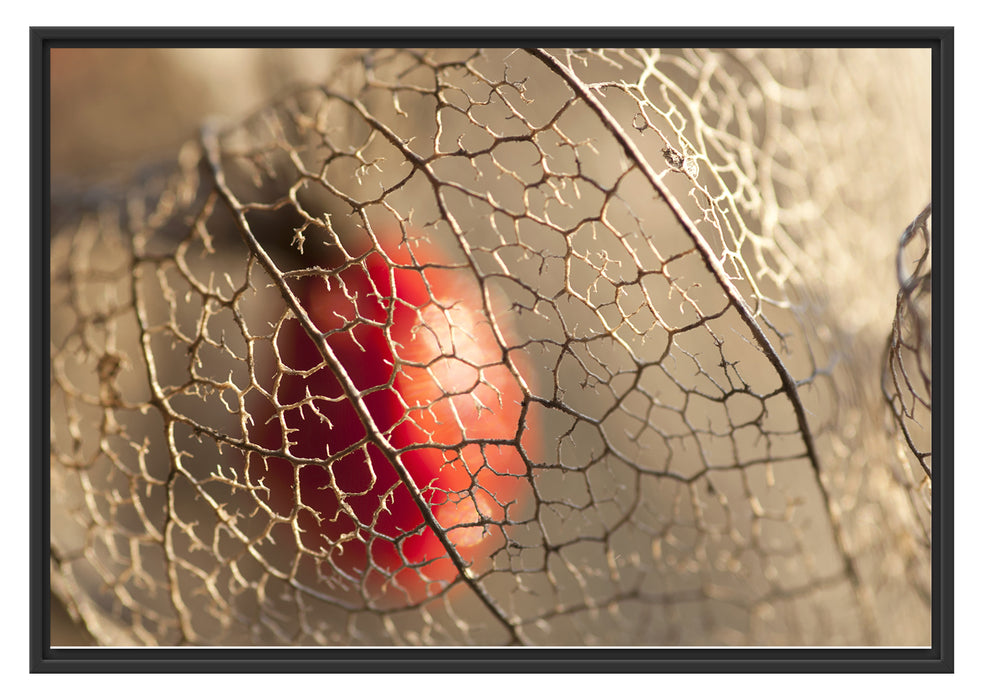 Pixxprint Rote Physalis, im Schwebe-Effekt Bilderrahmen