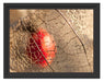 Rote Physalis Schattenfugenrahmen 38x30