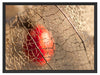 Rote Physalis Schattenfugenrahmen 80x60