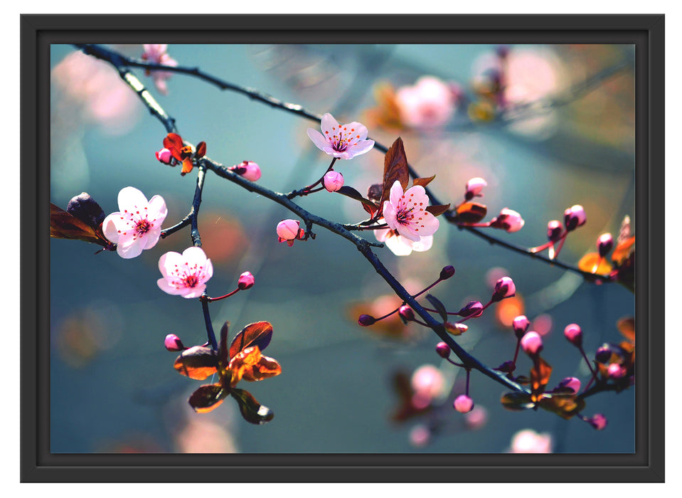 Sakura Blüten Schattenfugenrahmen 55x40