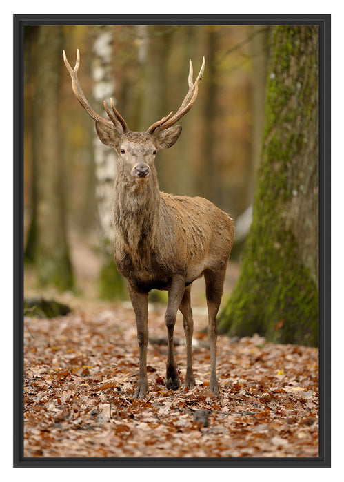 Pixxprint Schöner Hirsch im Wald, im Schwebe-Effekt Bilderrahmen