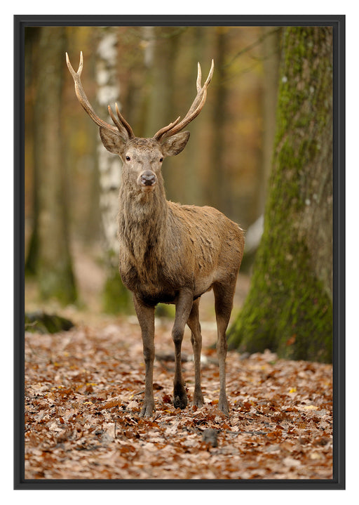 Schöner Hirsch im Wald Schattenfugenrahmen 100x70