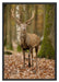 Schöner Hirsch im Wald Schattenfugenrahmen 100x70