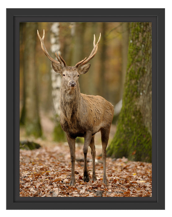 Schöner Hirsch im Wald Schattenfugenrahmen 38x30