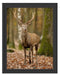 Schöner Hirsch im Wald Schattenfugenrahmen 38x30