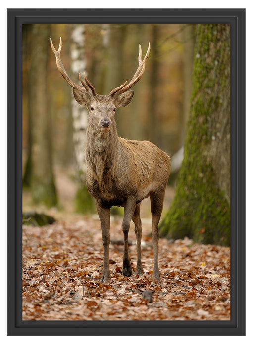 Schöner Hirsch im Wald Schattenfugenrahmen 55x40