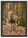 Schöner Hirsch im Wald Schattenfugenrahmen 55x40