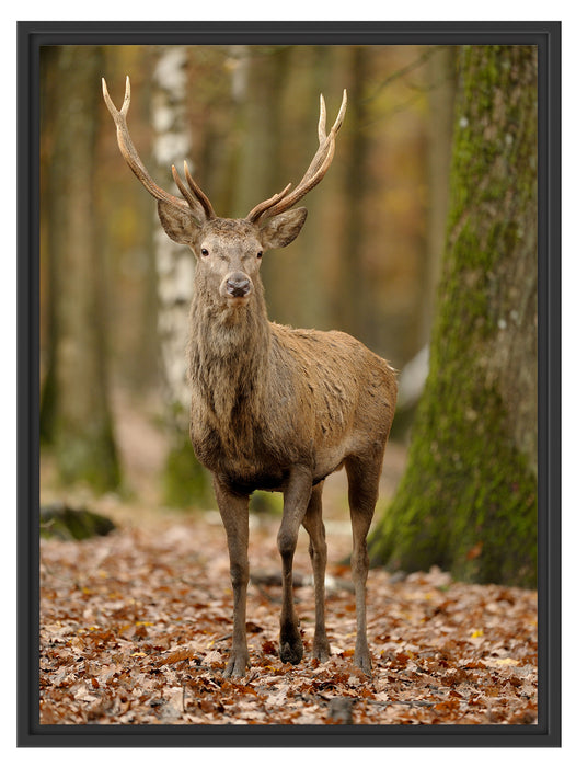 Schöner Hirsch im Wald Schattenfugenrahmen 80x60