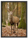Schöner Hirsch im Wald Schattenfugenrahmen 80x60