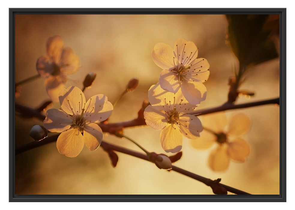 Pixxprint Weiße Blüten im Sonnenlicht, im Schwebe-Effekt Bilderrahmen