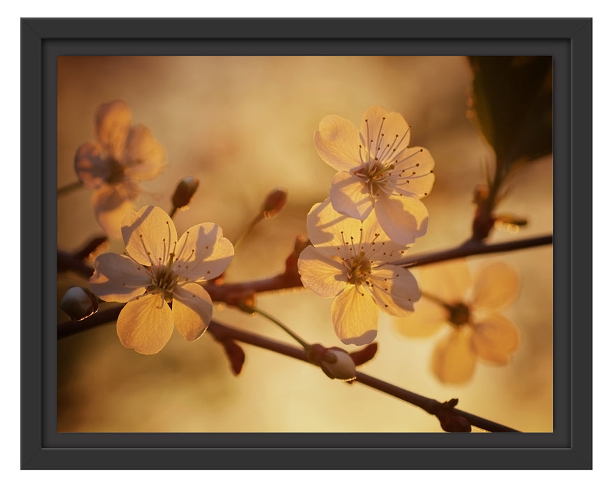 Weiße Blüten im Sonnenlicht Schattenfugenrahmen 38x30