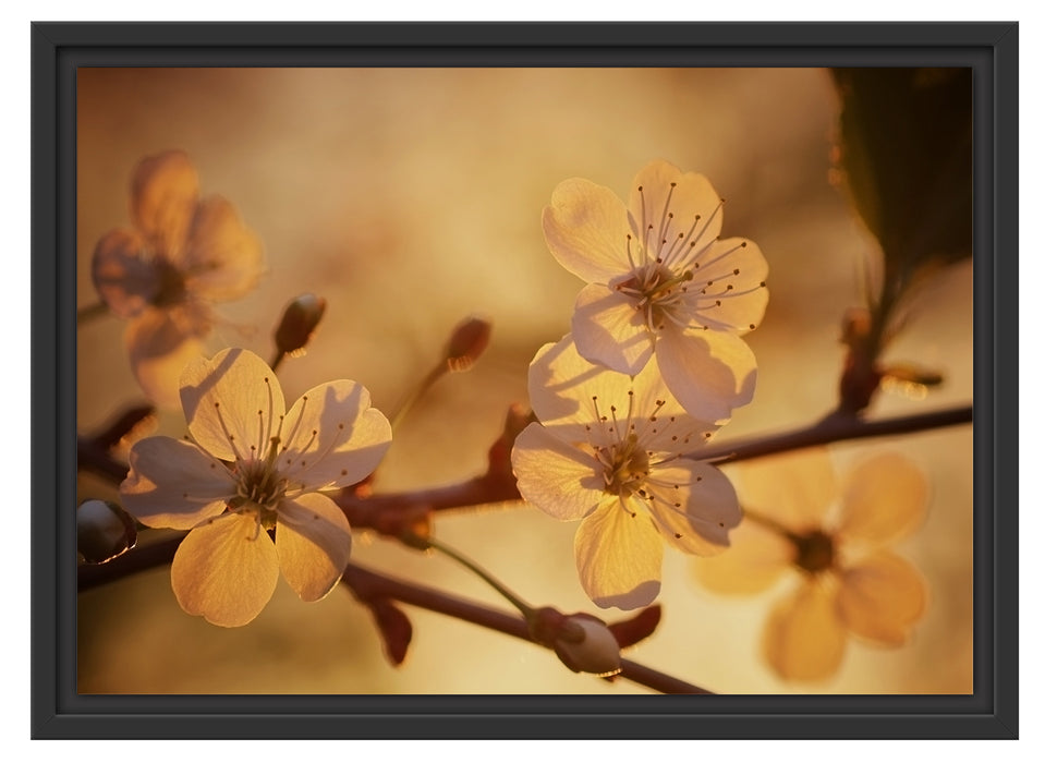 Weiße Blüten im Sonnenlicht Schattenfugenrahmen 55x40