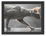 Einzigartige Sphynx Katze Schattenfugenrahmen 38x30