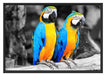 Zwei Papageien Schattenfugenrahmen 100x70