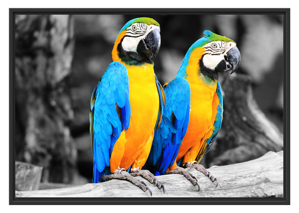 Pixxprint Zwei Papageien, im Schwebe-Effekt Bilderrahmen