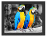 Zwei Papageien Schattenfugenrahmen 38x30