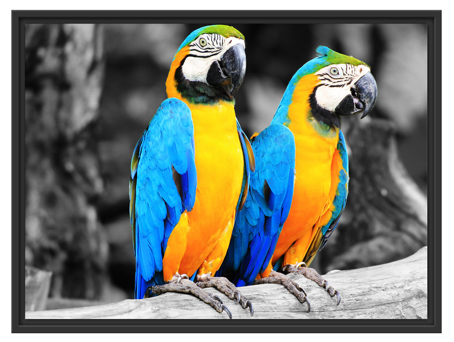 Zwei Papageien Schattenfugenrahmen 80x60