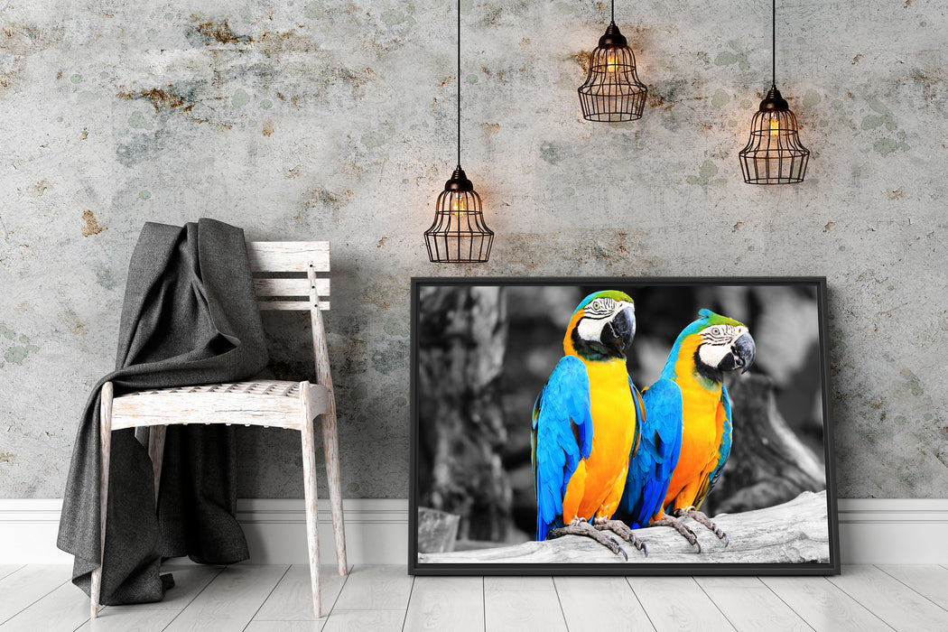 Zwei Papageien Schattenfugenrahmen Wohnzimmer