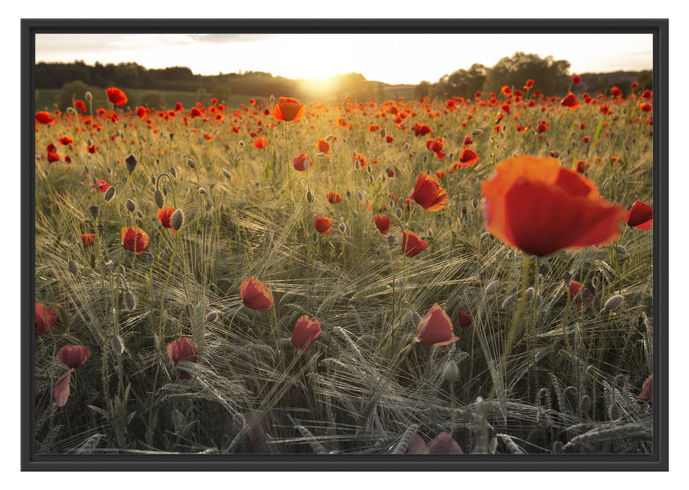 Pixxprint Mohnfeld bei Sonnenuntergang, im Schwebe-Effekt Bilderrahmen