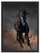 Elegantes schwarzes Pferd Schattenfugenrahmen 80x60