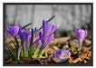 Exotische lila Krokusse Schattenfugenrahmen 100x70