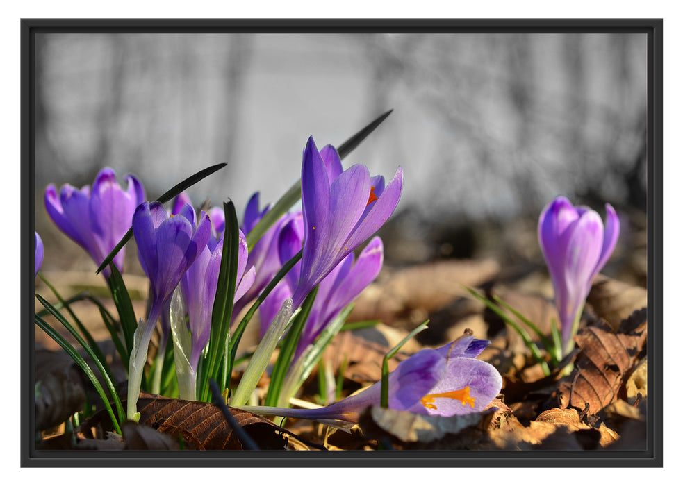 Pixxprint Exotische lila Krokusse, im Schwebe-Effekt Bilderrahmen