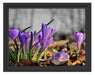 Exotische lila Krokusse Schattenfugenrahmen 38x30