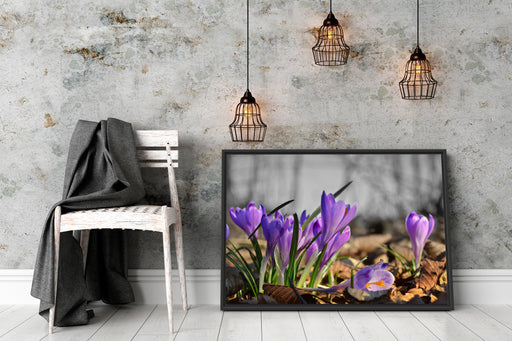 Exotische lila Krokusse Schattenfugenrahmen Wohnzimmer