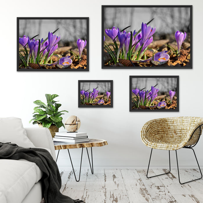 Exotische lila Krokusse Schattenfugenrahmen Dekovorschlag
